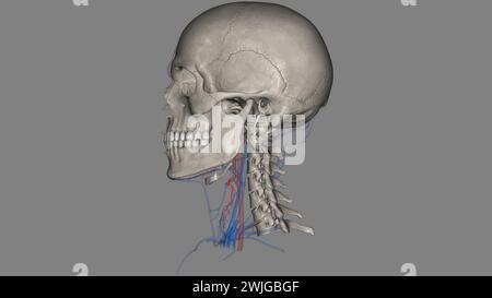 Die Arteria Schilddrüse Superior ist der erste Ast der Arteria carotis externa, der die 3D-Darstellung der Schilddrüse liefert Stockfoto