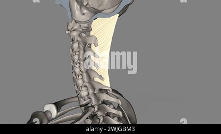 Das Nackenband ist ein Band im Nackenbereich, das mit der 3D-Abbildung des supraspinösen Ligamentes durchgehend ist Stockfoto