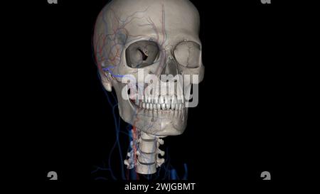 Die Arteria facialis transversalis ist eine Arteria, die von der Arteria temporalis oberflächlich verzweigt und über die 3D-Darstellung des Gesichtes verläuft Stockfoto