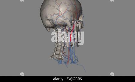 Die Arteria carotis externa ist eine Hauptarterie des Kopfes und