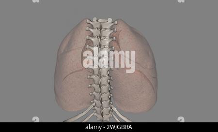 Lungen helfen Ihnen beim Atmen und saugen Sauerstoff auf 3D-Illustration Stockfoto