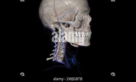 Die Vena cervical tiefs (Vena vertebralis posterior oder Vena tiefcervical posterior) begleitet ihre Arterie zwischen der Semispinales capitis und Colli 3d illu Stockfoto