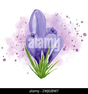 Frühlingsblume lila Krokus mit rosa Aquarell Spritzer Hintergrund. Handgemalte Aquarellblume. Designelement für Etikett, Paket, Stockfoto