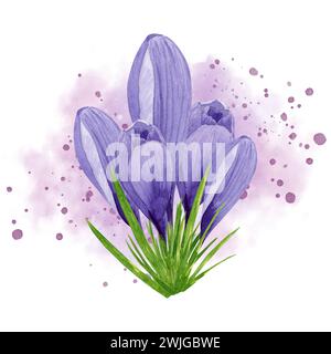 Frühlingsblume lila Krokus mit rosa Aquarell Spritzer Hintergrund. Handgemalte Aquarellblume. Designelement für Etikett, Paket, Stockfoto