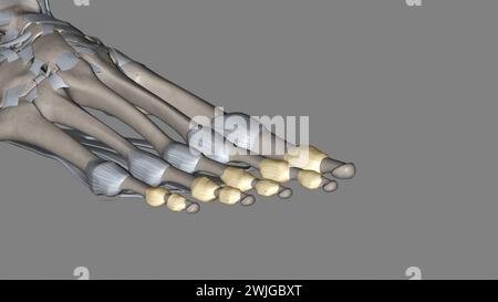 Die Interphalangealgelenke des Fußes befinden sich zwischen den Phalanxknochen der Zehen in der 3D-Abbildung der Füße Stockfoto