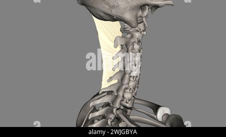 Das Nackenband ist ein Band im Nackenbereich, das mit der 3D-Abbildung des supraspinösen Ligamentes durchgehend ist Stockfoto