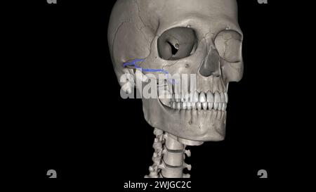 Die Arteria facialis transversalis ist eine Arteria, die von der Arteria temporalis oberflächlich verzweigt und über die 3D-Darstellung des Gesichtes verläuft Stockfoto