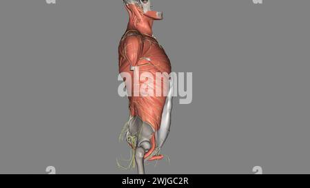 Rumpf, Nerven und Muskeln 3D Stockfoto