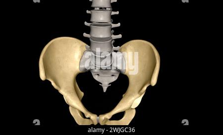 Die Hüfte ist der Bereich auf beiden Seiten der 3D-Abbildung des Beckens Stockfoto