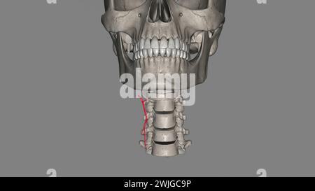 Die Arteria Schilddrüse Superior ist der erste Ast der Arteria carotis externa, der die 3D-Darstellung der Schilddrüse liefert Stockfoto