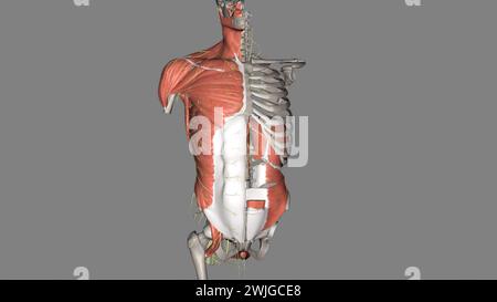 Rumpf, Nerven und Muskeln 3D Stockfoto