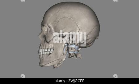 Kopf, Bänder und Knochen 3D-Illustration Stockfoto