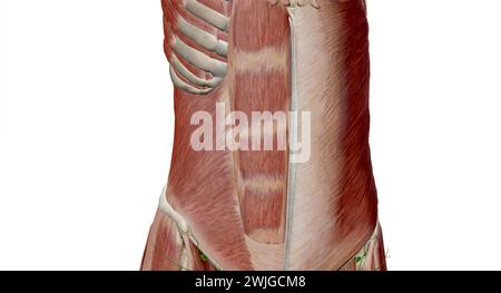 Der Abdomen ist der Teil des Körpers zwischen Thorax (Brust) und Becken beim Menschen und bei anderen Wirbeltieren. 3D-Rendering Stockfoto