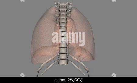 Lungen helfen Ihnen beim Atmen und saugen Sauerstoff auf 3D-Illustration Stockfoto