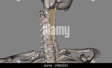 Das Nackenband ist ein Band im Nackenbereich, das mit der 3D-Abbildung des supraspinösen Ligamentes durchgehend ist Stockfoto