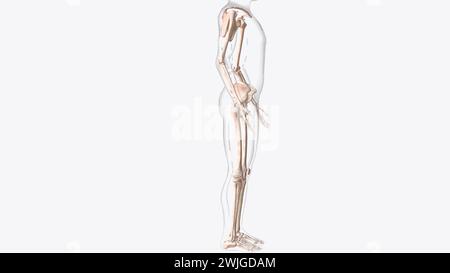 Das appendikuläre Skelett ist eine von zwei großen Knochengruppen in der 3D-Darstellung des Körpers Stockfoto