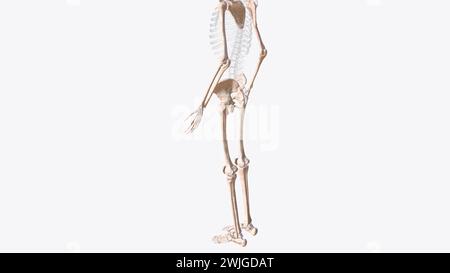 Das Appendikularskelett ist eine von zwei großen Knochengruppen im Körper, 3D-Abbildung Stockfoto