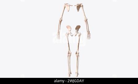 Das Appendikularskelett ist eine von zwei großen Knochengruppen im Körper. Stockfoto
