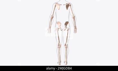 Das appendikuläre Skelett ist eine von zwei großen Knochengruppen in der 3D-Darstellung des Körpers Stockfoto