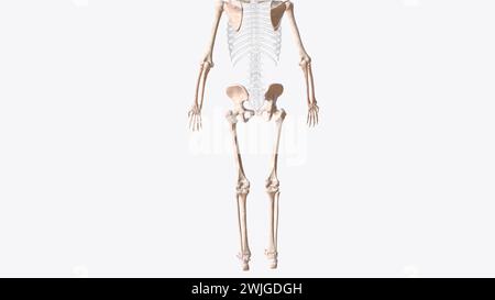 Das appendikuläre Skelett ist eine von zwei großen Knochengruppen in der 3D-Darstellung des Körpers Stockfoto