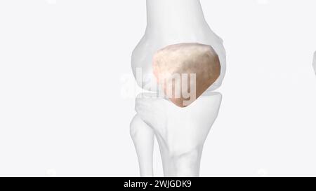 Die Patella ist der größte Sesamknochen in der 3D-Illustration des Menschen Stockfoto