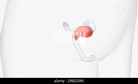 Der Uterus ist ein hohles Muskelorgan, das sich im weiblichen Becken zwischen Blase und Rektum befindet. 3D-Abbildung Stockfoto