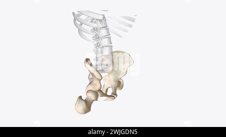Das Appendikularskelett ist eine von zwei großen Knochengruppen im Körper, 3D-Abbildung Stockfoto
