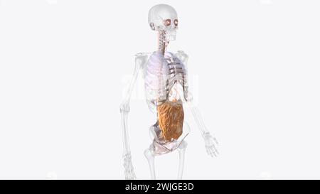 Das axiale Bindegewebssystem ist ein Faserkontinuum der Lunge, das die alveoläre Oberfläche bei Veränderungen des Lungenvolumens erhält Stockfoto