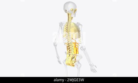 Das axiale Bindegewebssystem ist ein Faserkontinuum der Lunge, das die alveoläre Oberfläche bei Veränderungen des Lungenvolumens erhält Stockfoto