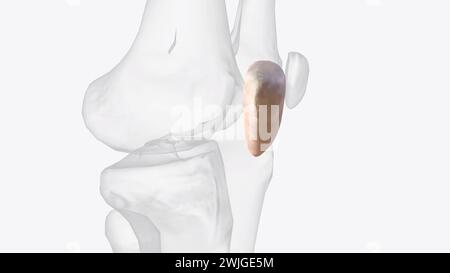 Die Patella ist der größte Sesamknochen in der 3D-Illustration des Menschen Stockfoto