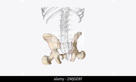 Das Appendikularskelett ist eine von zwei großen Knochengruppen im Körper. Stockfoto