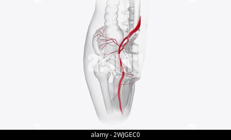 Arteriensystem 3. Medizinische Animation Stockfoto