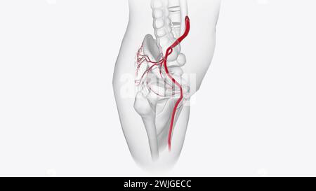 Arteriensystem 3. Medizinische Animation Stockfoto