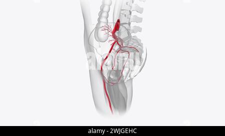 Arteriensystem 3. Medizinische Animation Stockfoto