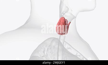 Die Schilddrüse, oder Schilddrüse, ist eine endokrine Drüse in Wirbeltieren 3D Abbildung Stockfoto