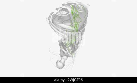 Lymphatik des Abdomens und Beckens 3D-Illustration Stockfoto