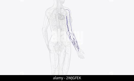 Oberflächliche Venen des rechten Arms und Unterarms 3D-Darstellung Stockfoto