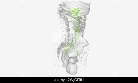 Lymphatik des Abdomens und Beckens 3D-Illustration Stockfoto