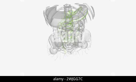 Lymphatik des Abdomens und Beckens 3D-Illustration Stockfoto