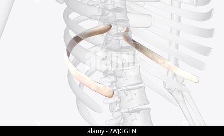 Die Rippen schließen die 3D-Abbildung der Brusthöhle teilweise ein und schützen sie Stockfoto