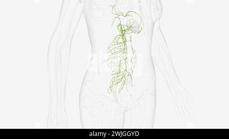 Lymphatik des Abdomens und Beckens 3D-Illustration Stockfoto