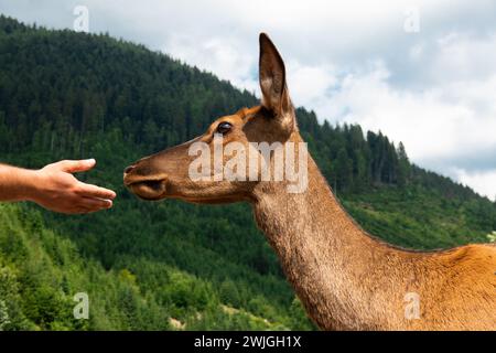 Der Mann hält seine Hand zum Hirsch Stockfoto