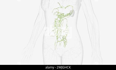 Lymphatik des Abdomens und Beckens 3D-Illustration Stockfoto