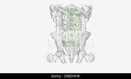 Lymphatik des Abdomens und Beckens 3D-Illustration Stockfoto