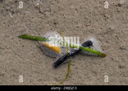 Unkraut, Sand und Schaumblasen im Flachwasser. Sieht aus, als wäre ein feiner Esstisch oben. Erschossen in Schweden, Skandinavien Stockfoto