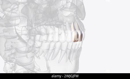Der mittlere Kiefer-Schneidezahn ist ein menschlicher Zahn im vorderen Oberkiefer oder 3D-Illustration des Oberkiefers Stockfoto