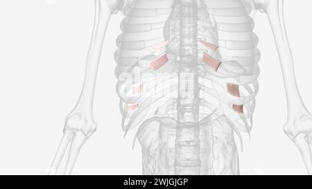 Bänder der Interchondralen Gelenke 3D-3D-Darstellung Stockfoto