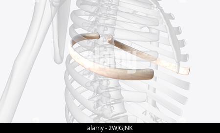 Sechste Rippe 3D-Abbildung einer der Knochen, die den menschlichen Rippenkäfig bilden 3D-Illustration Rippe 6 6. Rippe 3D-Illustration in weiteren Sprachen 3D-Illustration Stockfoto