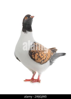 German pigeon modena isolated on white background Stockfoto