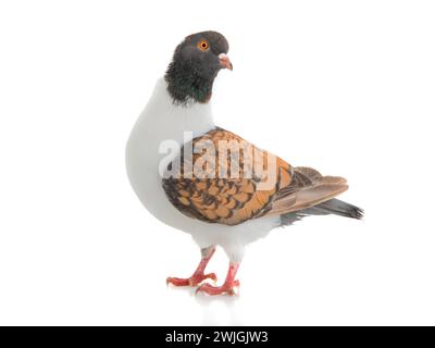 German pigeon modena isolated on white background Stockfoto